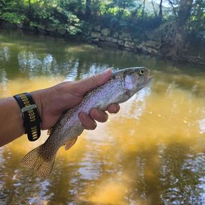 Rainbow Trout