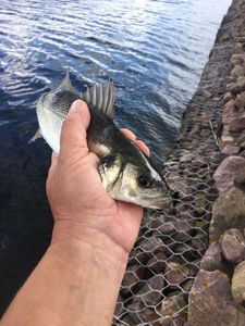 European Bass (Seabass)