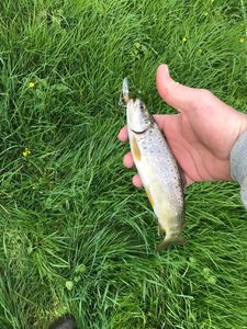 Brown Trout