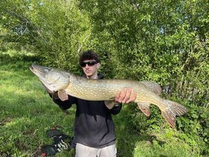 Northern Pike