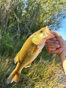 Largemouth Bass