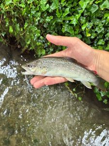 Brown Trout