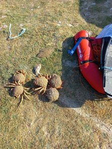Common Spider Crab