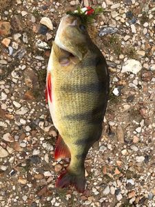 European Perch