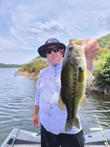 Largemouth Bass