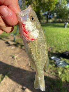 Smallmouth Bass