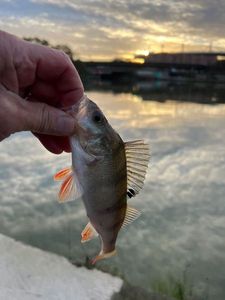 European Perch
