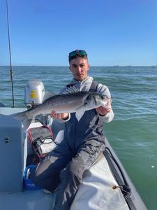 European Bass (Seabass)