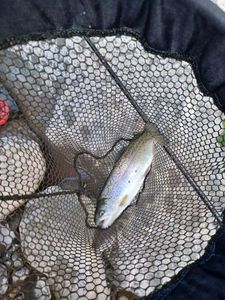 Brook Trout