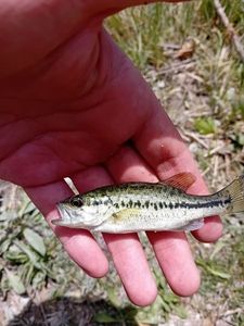 Largemouth Bass