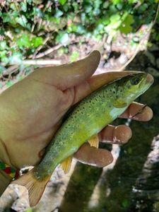 Brown Trout