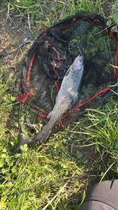 Rainbow Trout