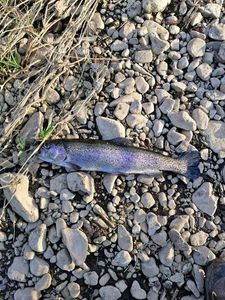 Rainbow Trout