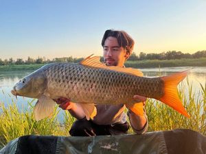 Common Carp