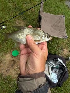 Common Bream