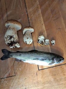 Rainbow Trout