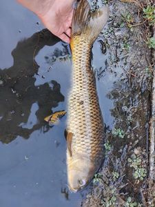 Common Carp