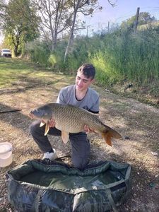 Common Carp
