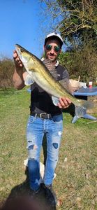 Zander