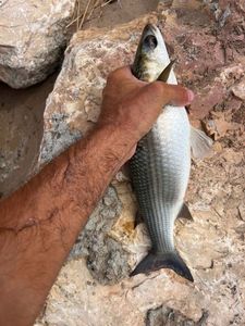 Flathead Grey Mullet