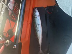 Mackerel