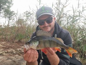 European Perch