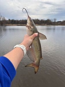 Channel Catfish