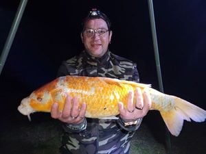 Koï Fish