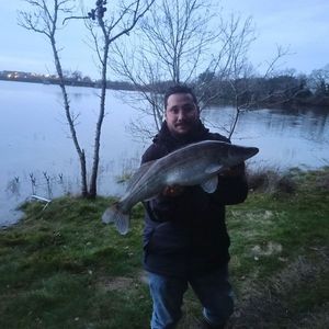 Zander