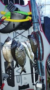 White Seabream