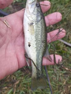 Largemouth Bass