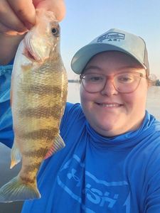 Yellow Perch