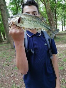 Largemouth Bass