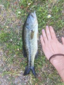 Largemouth Bass