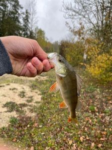 European Perch