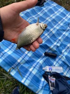 Roach