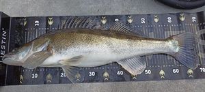 Zander