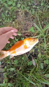 Koï Fish