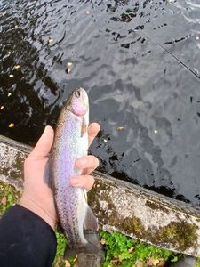 Rainbow Trout