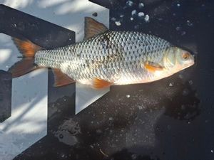 Roach