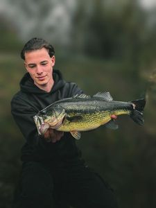 Largemouth Bass