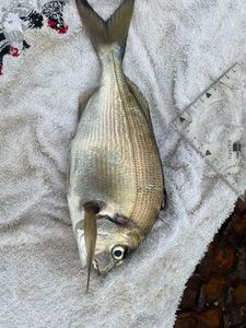 Gilthead Seabream
