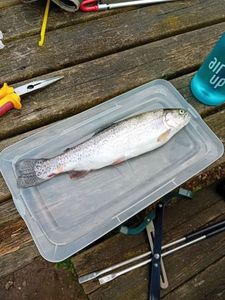 Cutthroat Trout