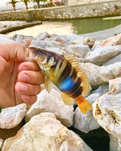 Painted Comber