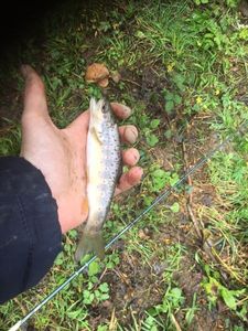 Brown Trout