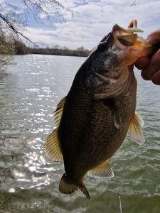 Largemouth Bass