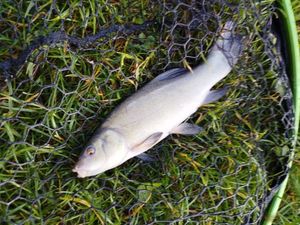 Tench