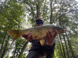 Common Carp