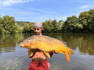 Mirror Carp