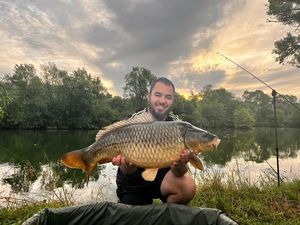 Common Carp
